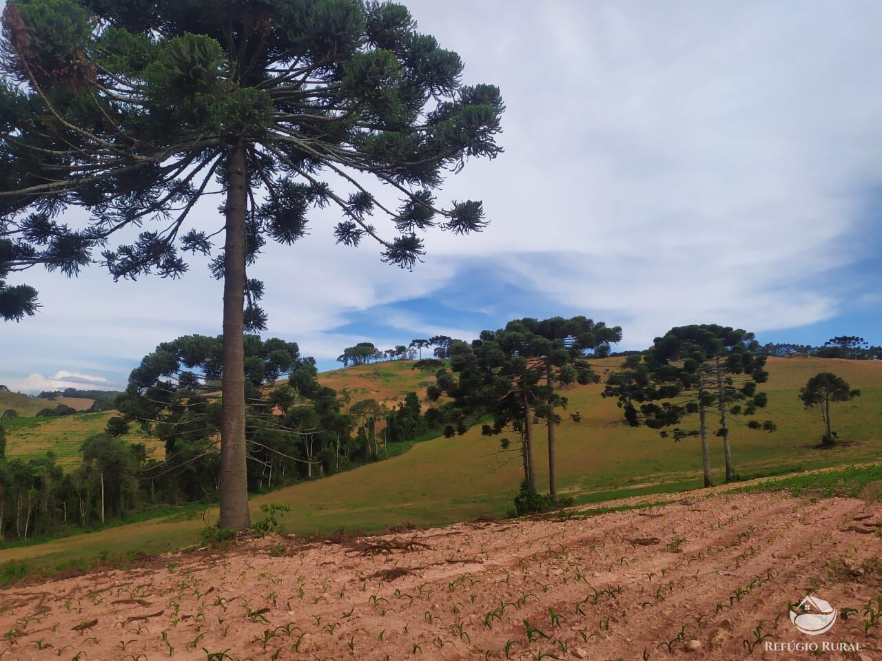 Fazenda à venda com 3 quartos, 1113200m² - Foto 6