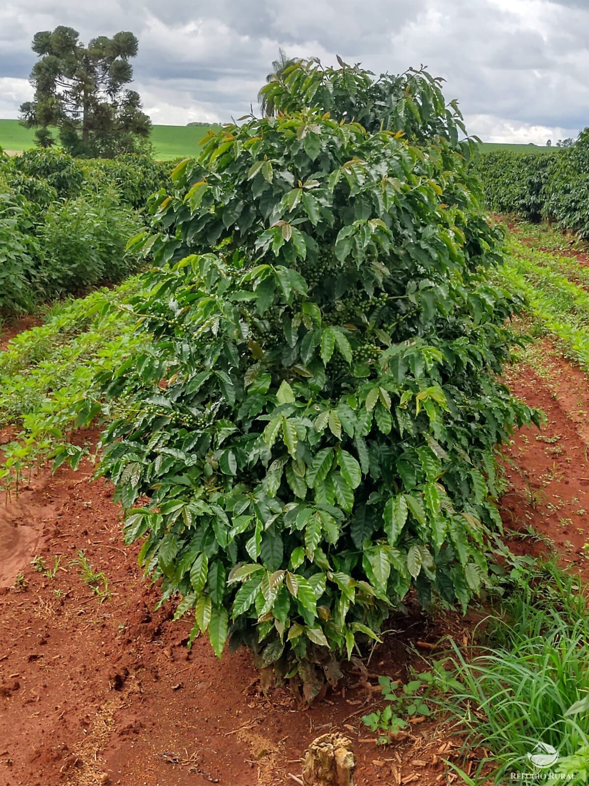 Fazenda à venda com 3 quartos, 533400m² - Foto 6