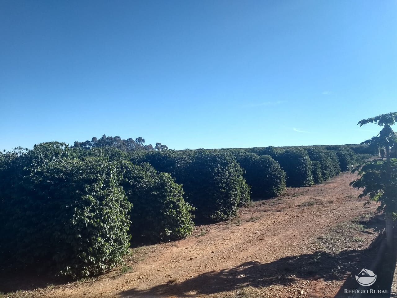 Fazenda à venda com 3 quartos, 533400m² - Foto 2