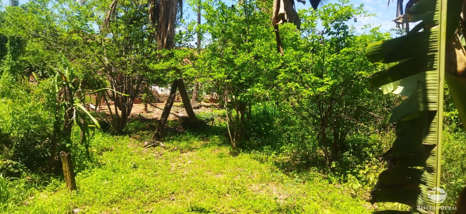 Fazenda à venda com 2 quartos, 3500m² - Foto 6