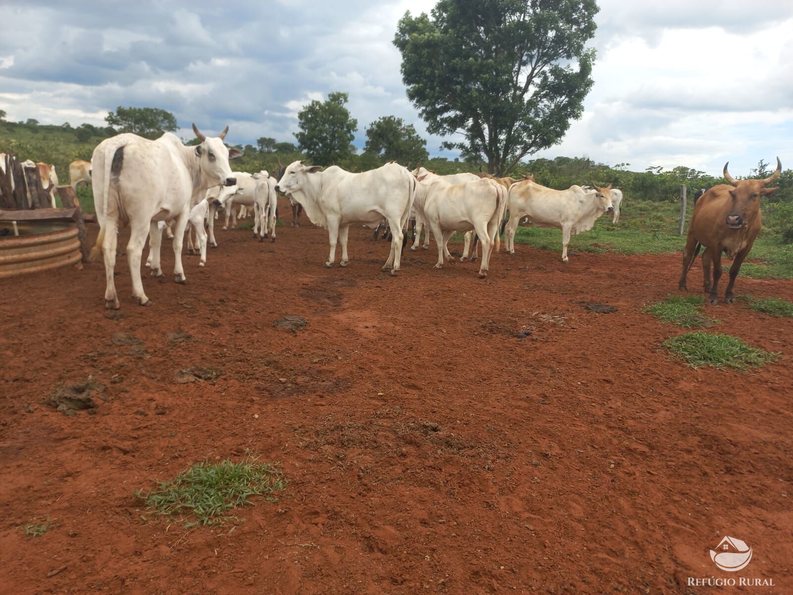 Fazenda à venda com 2 quartos, 2790000m² - Foto 12