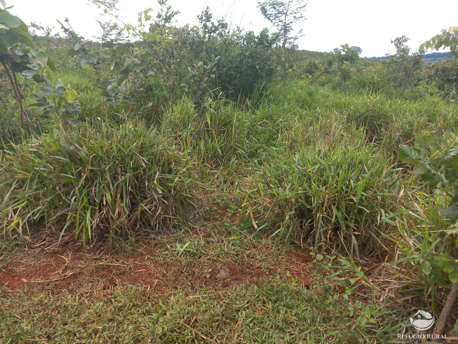 Fazenda à venda com 2 quartos, 2790000m² - Foto 13