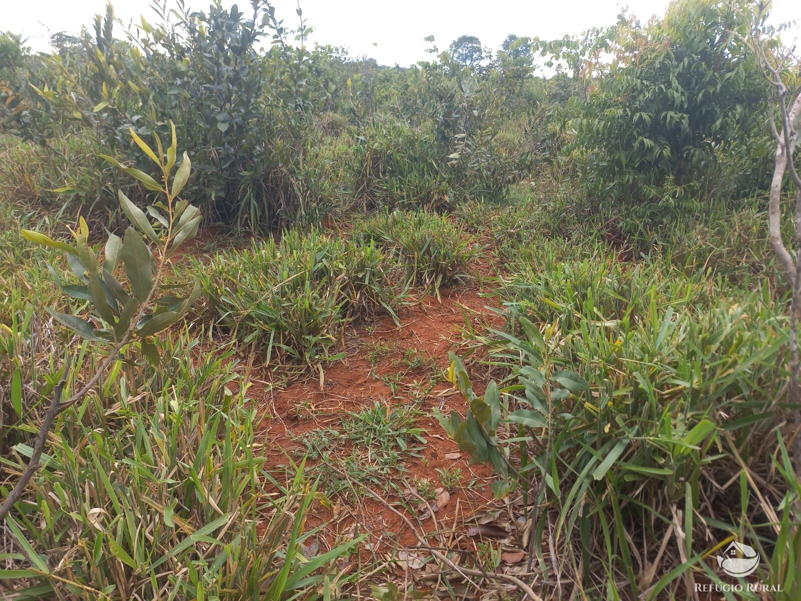 Fazenda à venda com 2 quartos, 2790000m² - Foto 14