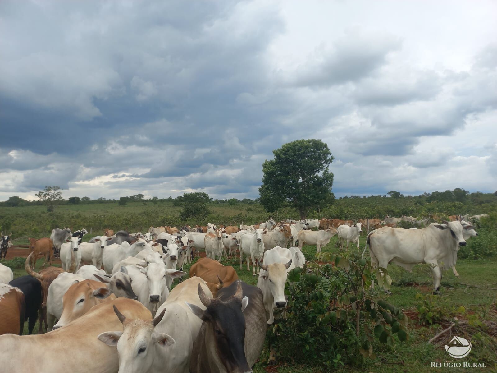 Fazenda à venda com 2 quartos, 2790000m² - Foto 1