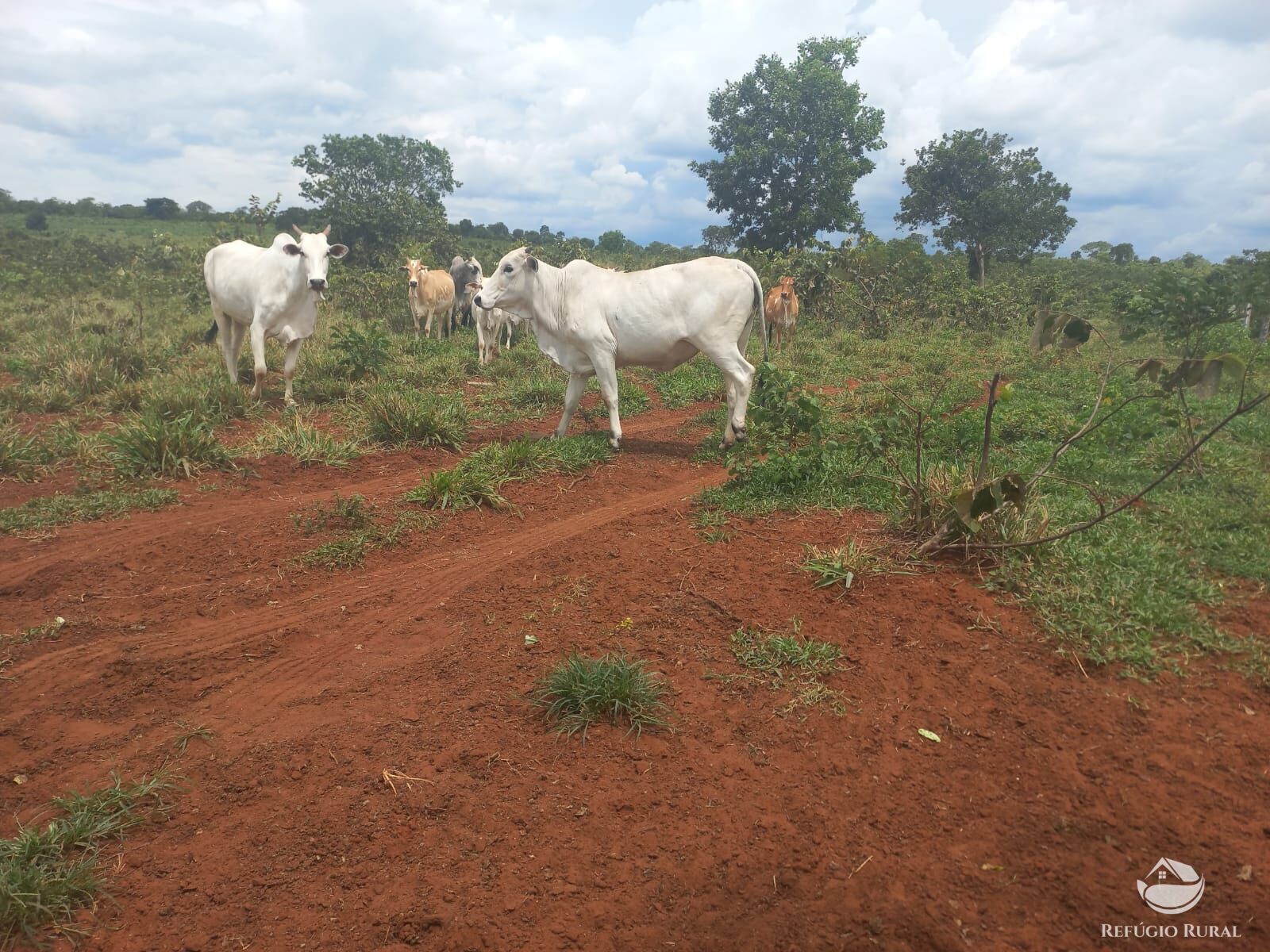 Fazenda à venda com 2 quartos, 2790000m² - Foto 2