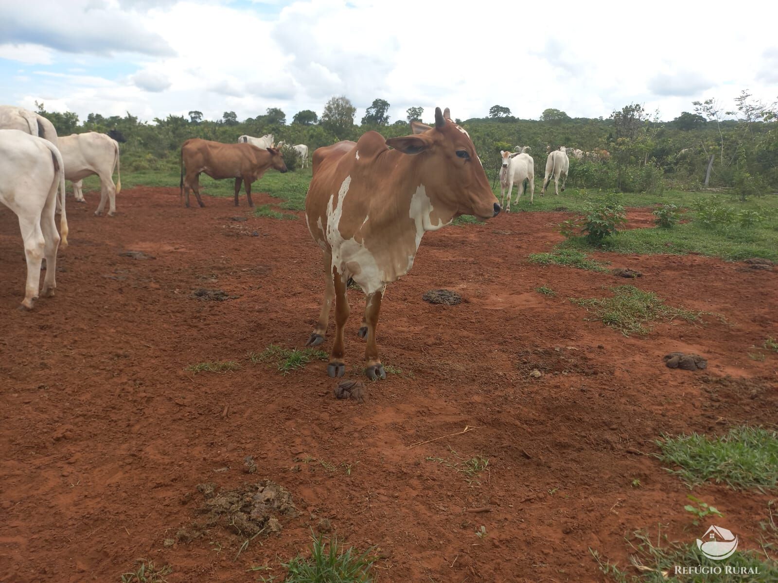 Fazenda à venda com 2 quartos, 2790000m² - Foto 15