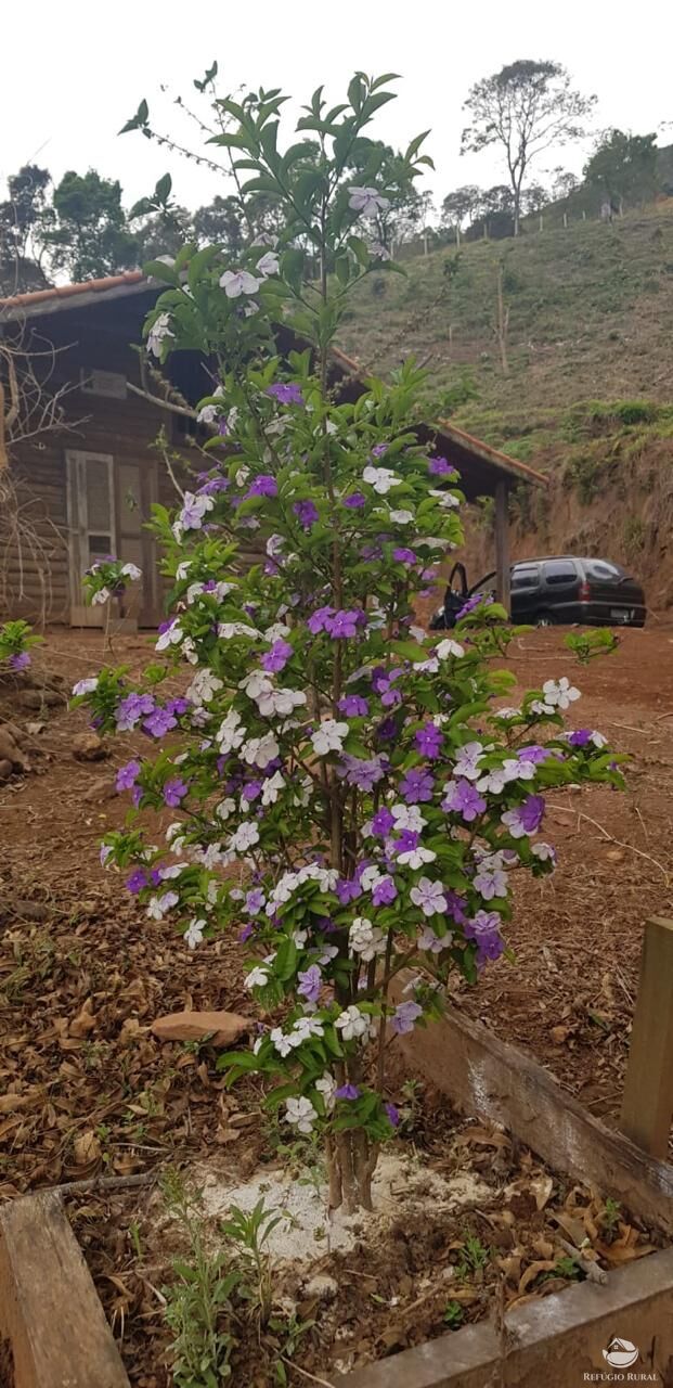 Fazenda à venda com 2 quartos, 238600m² - Foto 22