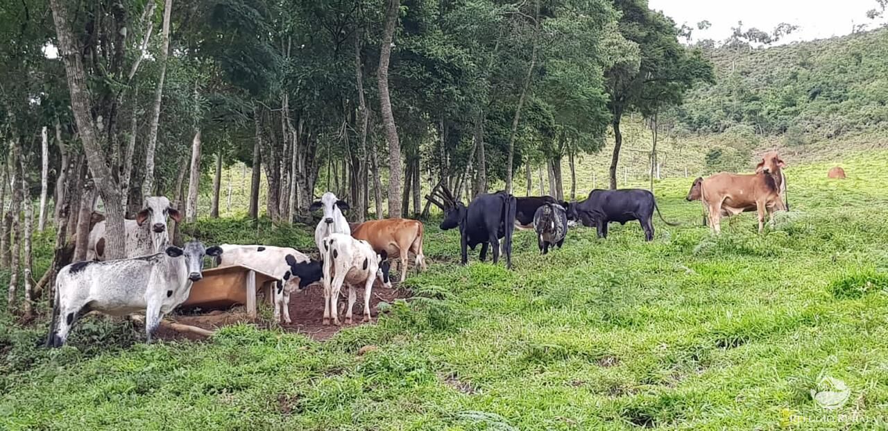 Fazenda à venda com 2 quartos, 238600m² - Foto 8