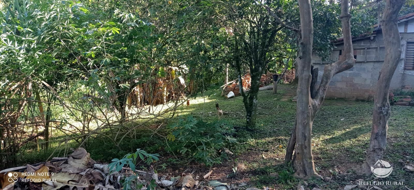 Fazenda à venda com 1 quarto, 43900m² - Foto 11