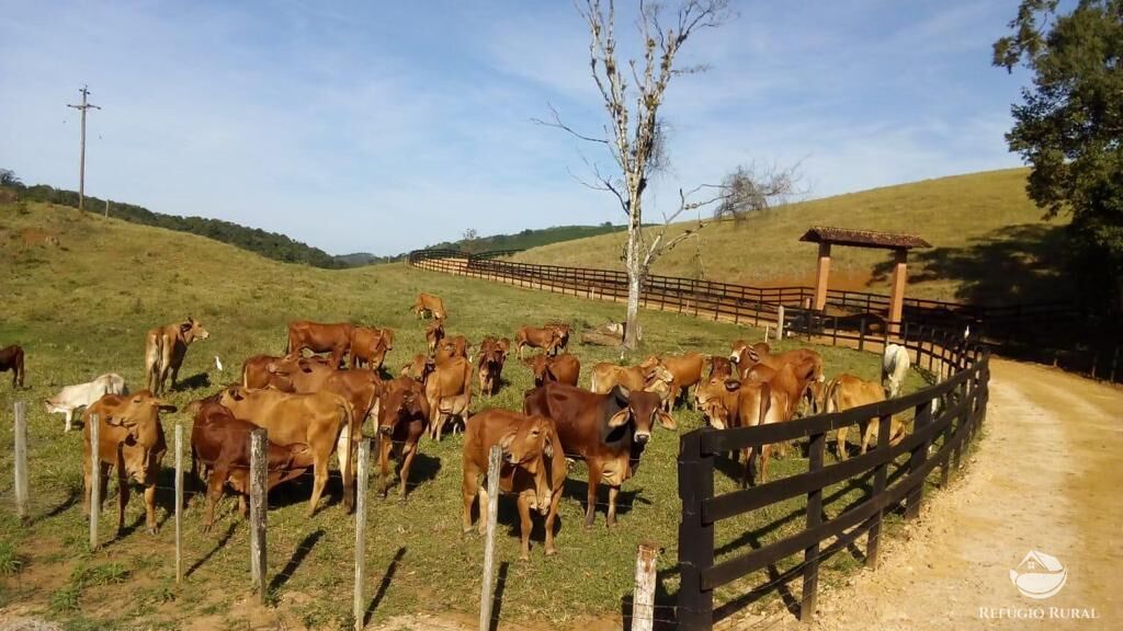 Fazenda à venda com 4 quartos, 3702600m² - Foto 8