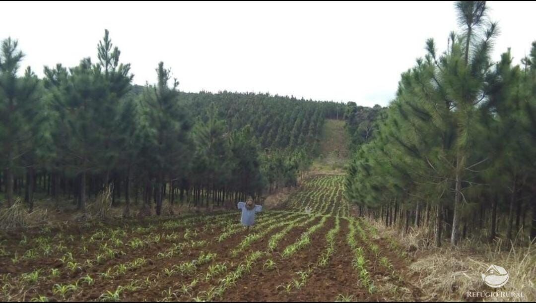 Fazenda à venda com 4 quartos, 3702600m² - Foto 9