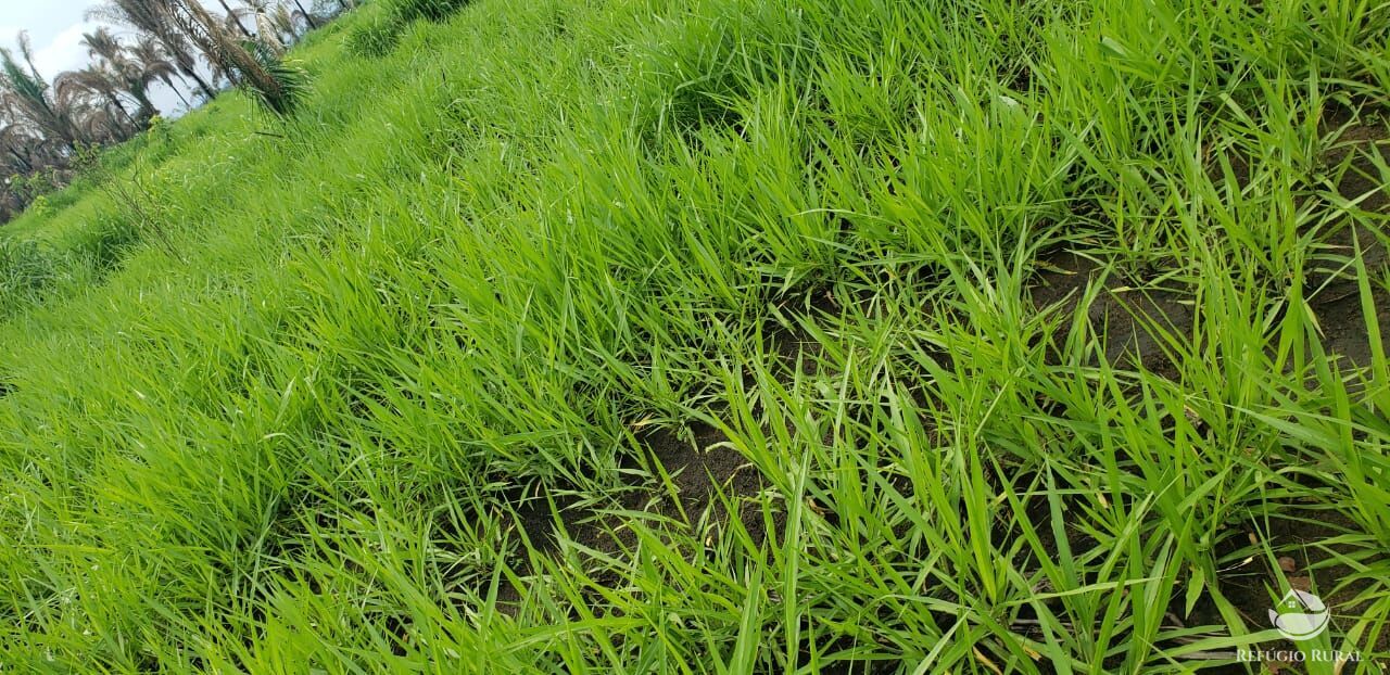 Fazenda à venda com 1 quarto, 56240800m² - Foto 7
