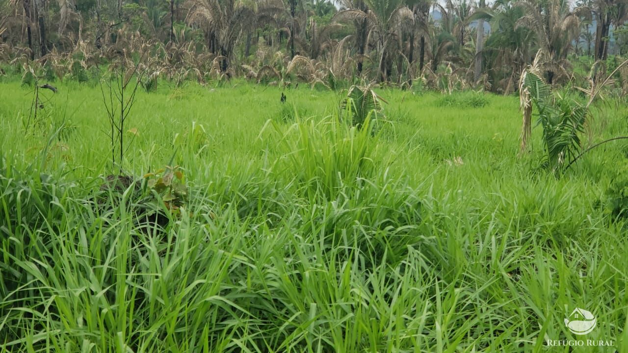 Fazenda à venda com 1 quarto, 56240800m² - Foto 8