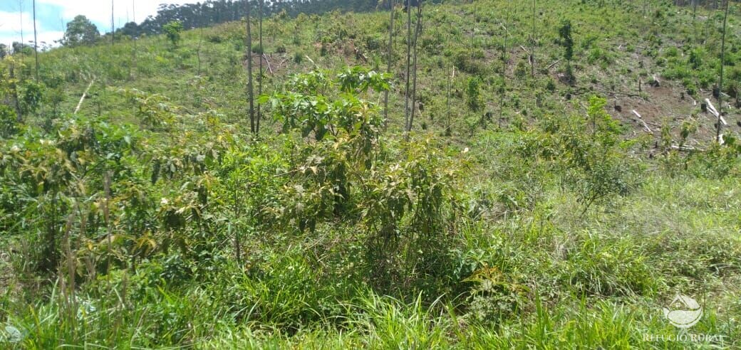 Terreno à venda, 20000m² - Foto 11