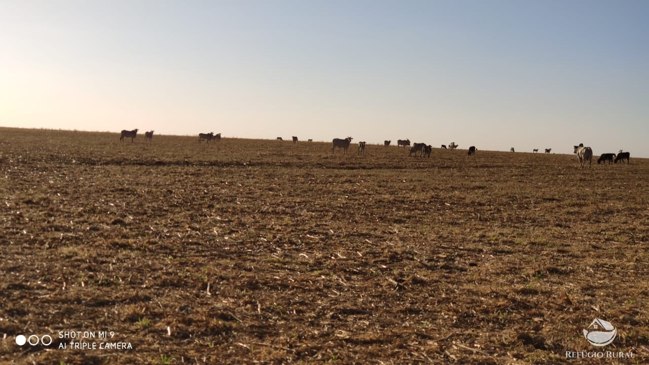 Fazenda à venda com 4 quartos, 7000000m² - Foto 28