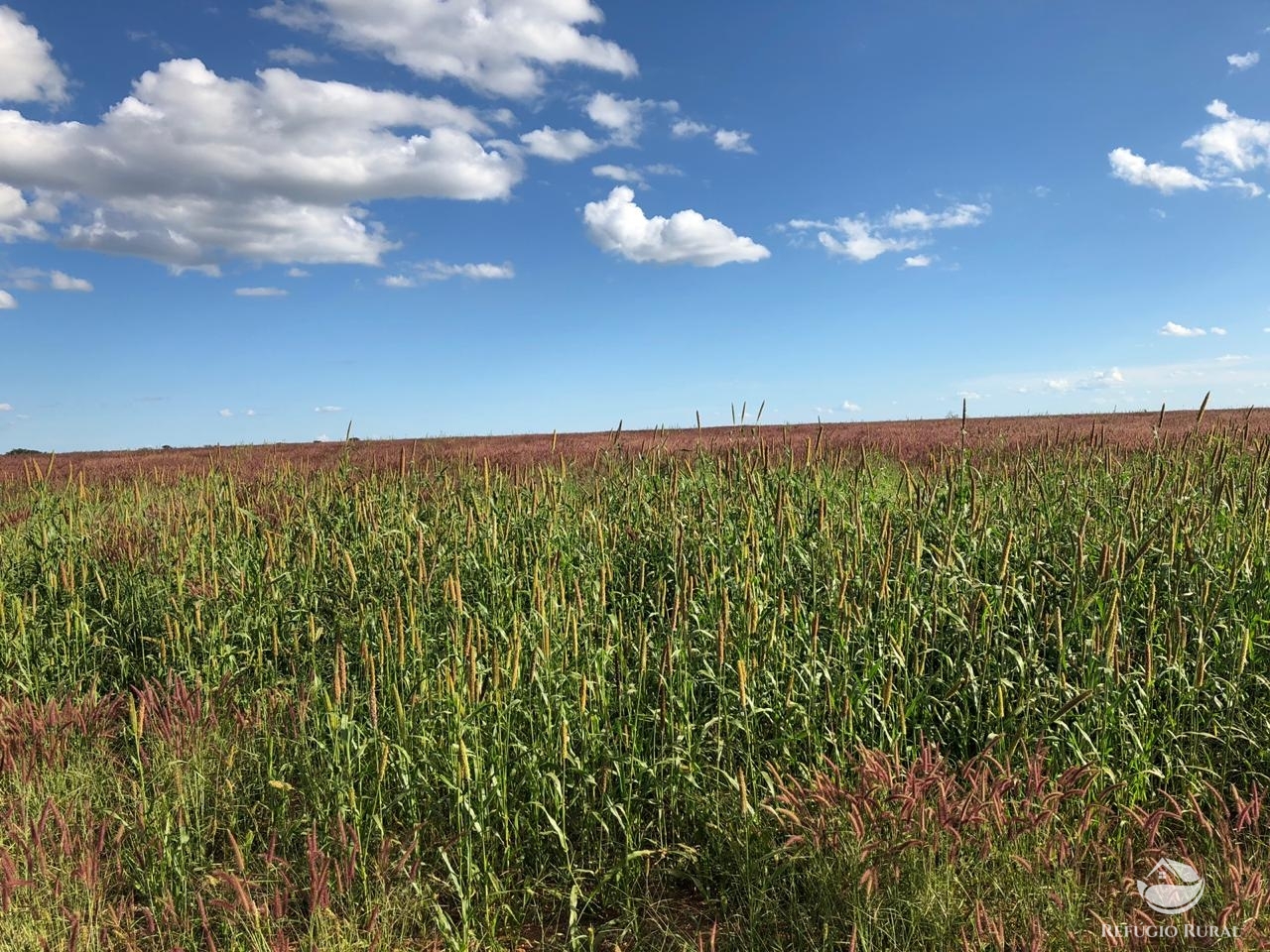 Fazenda à venda com 4 quartos, 7000000m² - Foto 42