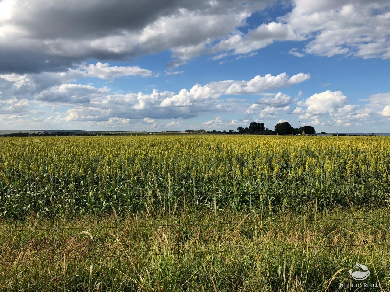 Fazenda à venda com 4 quartos, 7000000m² - Foto 13