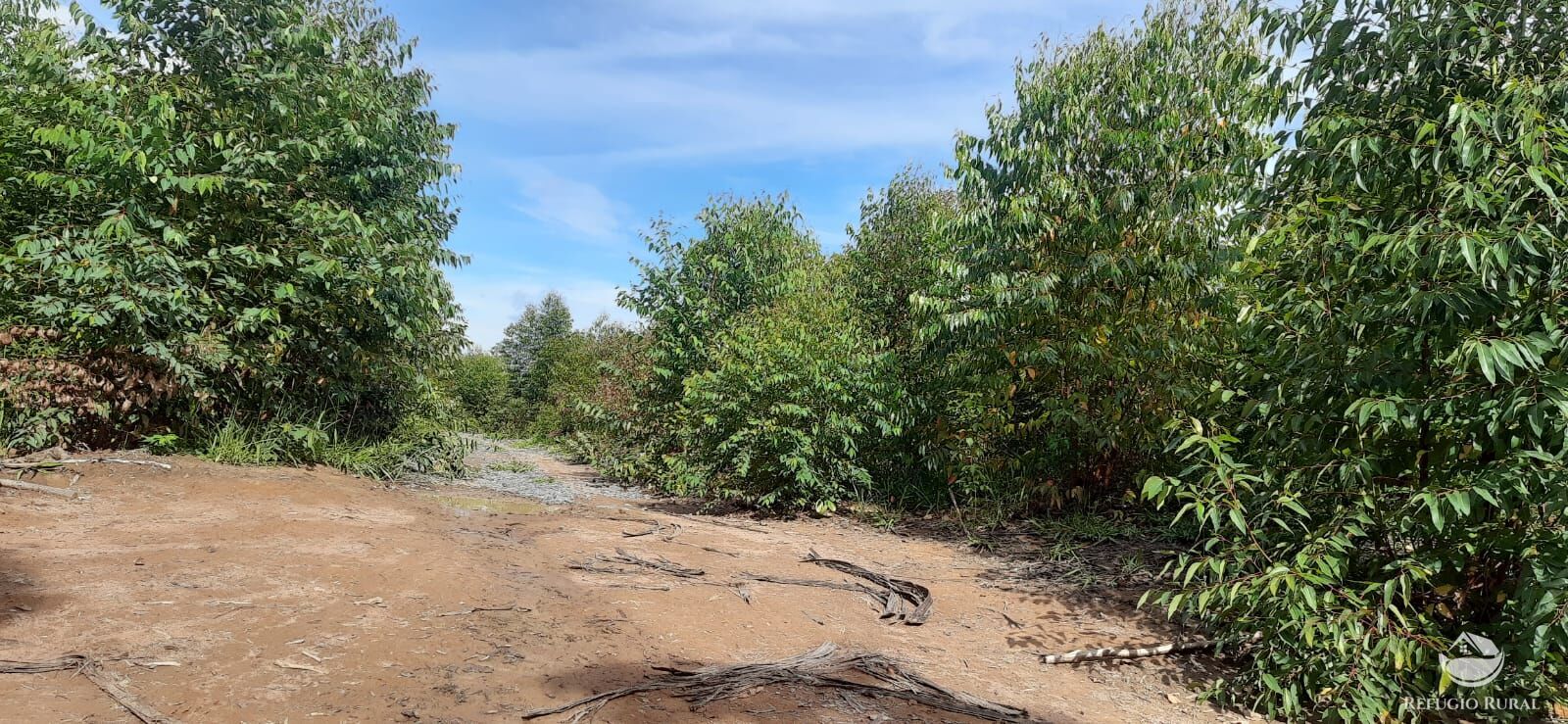 Fazenda à venda com 1 quarto, 1700000m² - Foto 4