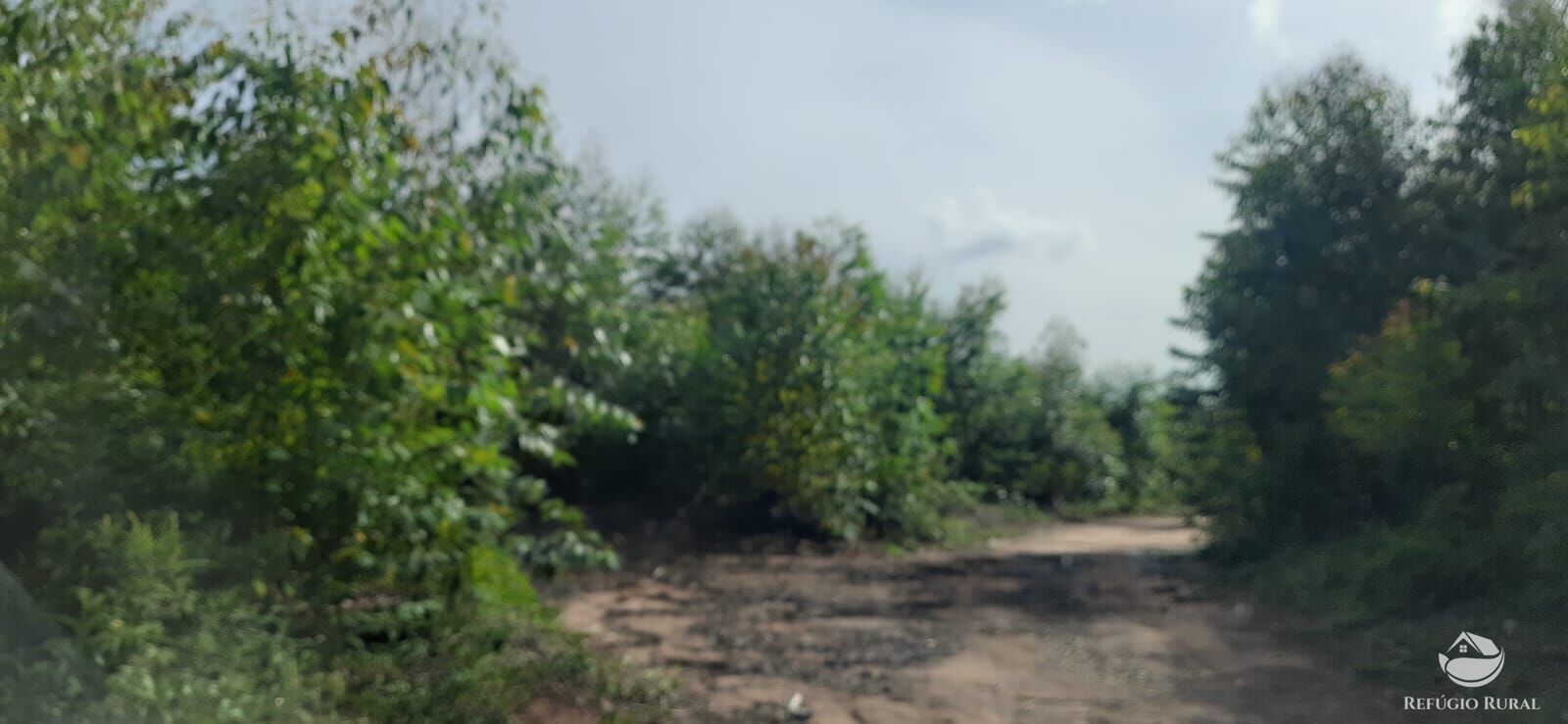 Fazenda à venda com 1 quarto, 1700000m² - Foto 12