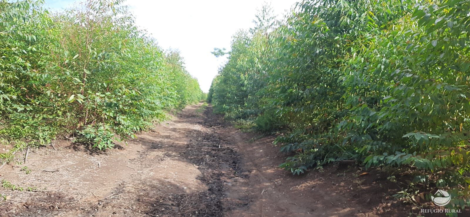 Fazenda à venda com 1 quarto, 1700000m² - Foto 13