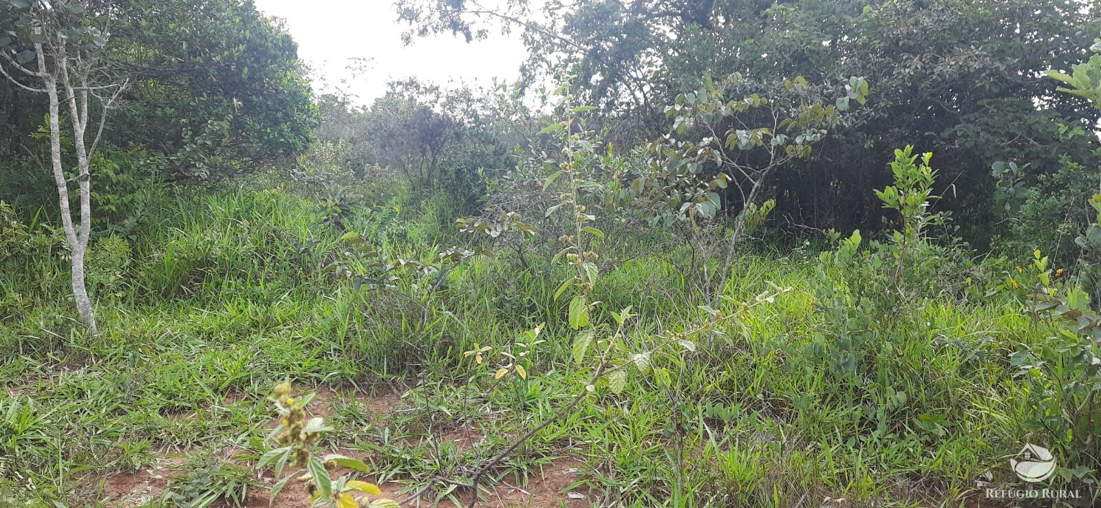 Fazenda à venda com 1 quarto, 1700000m² - Foto 5