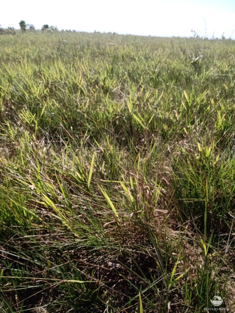 Fazenda à venda com 5 quartos, 50000000m² - Foto 8