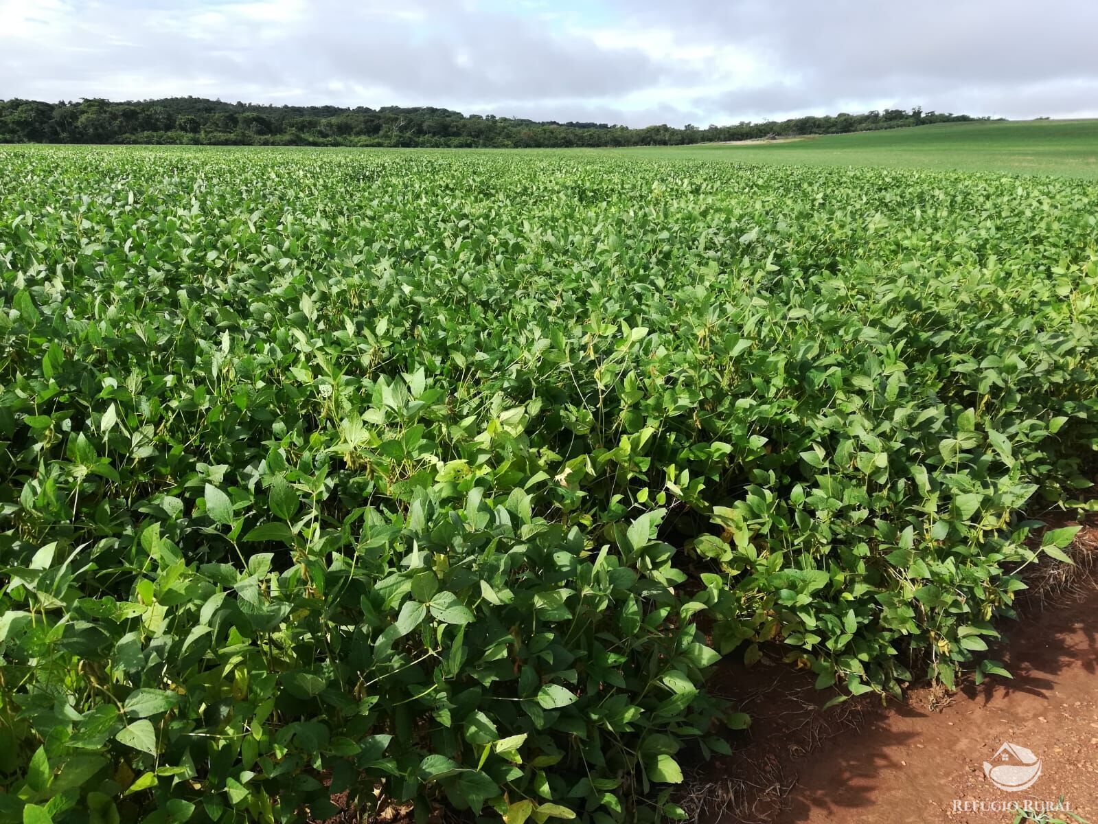 Fazenda, 1034 hectares - Foto 4