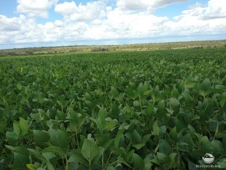 Fazenda à venda com 1 quarto, 19602000m² - Foto 11