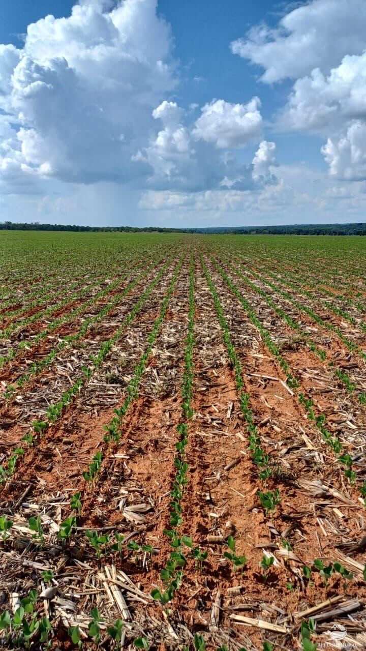 Fazenda em Sinop/Mato Grosso — Ref J73ALT — Imagem 4