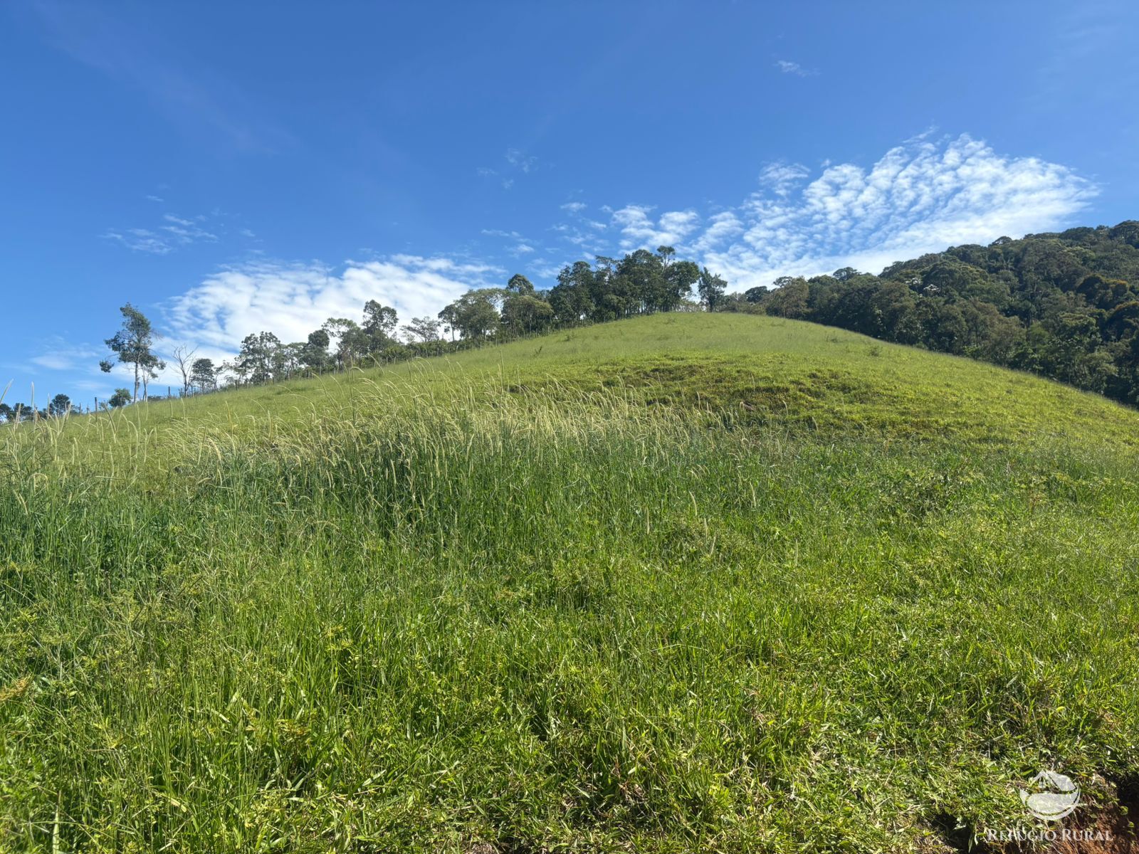 Terreno, 10 hectares - Foto 7