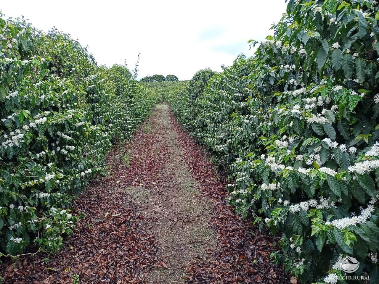 Fazenda à venda com 3 quartos, 2390000m² - Foto 6