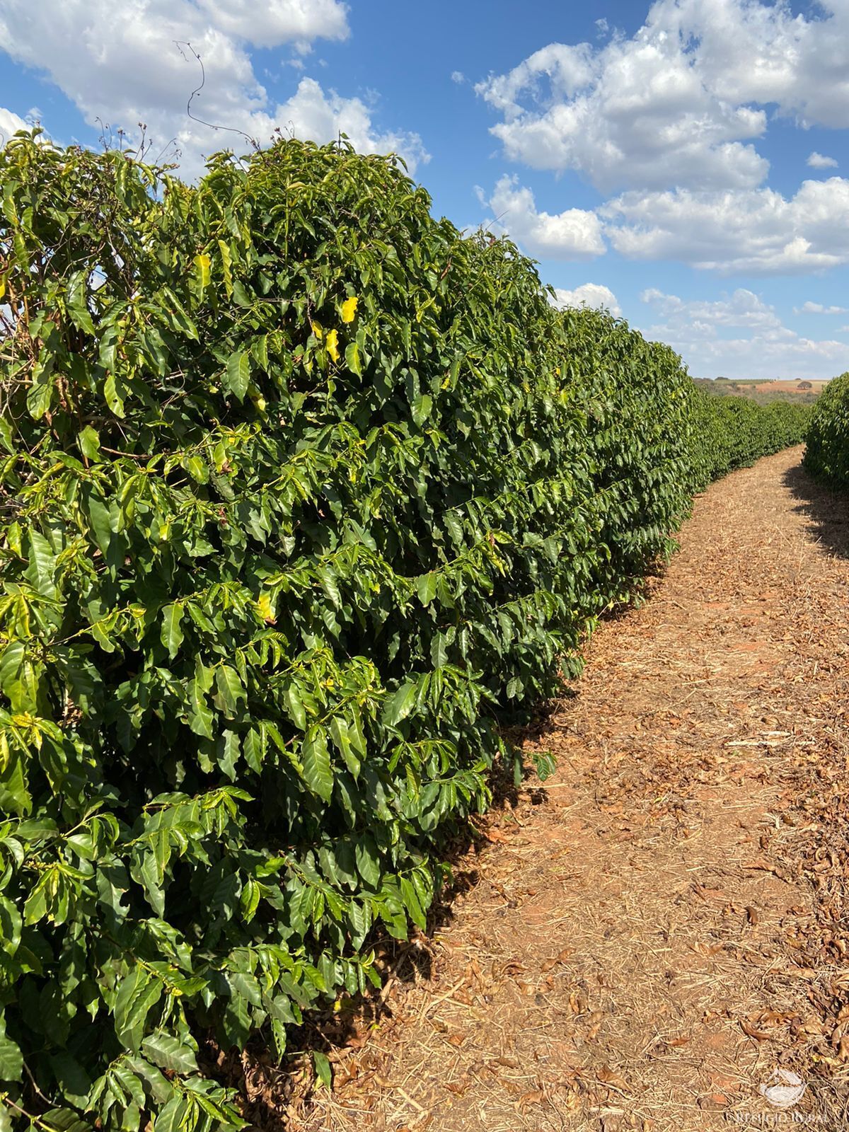 Fazenda à venda com 3 quartos, 2390000m² - Foto 14