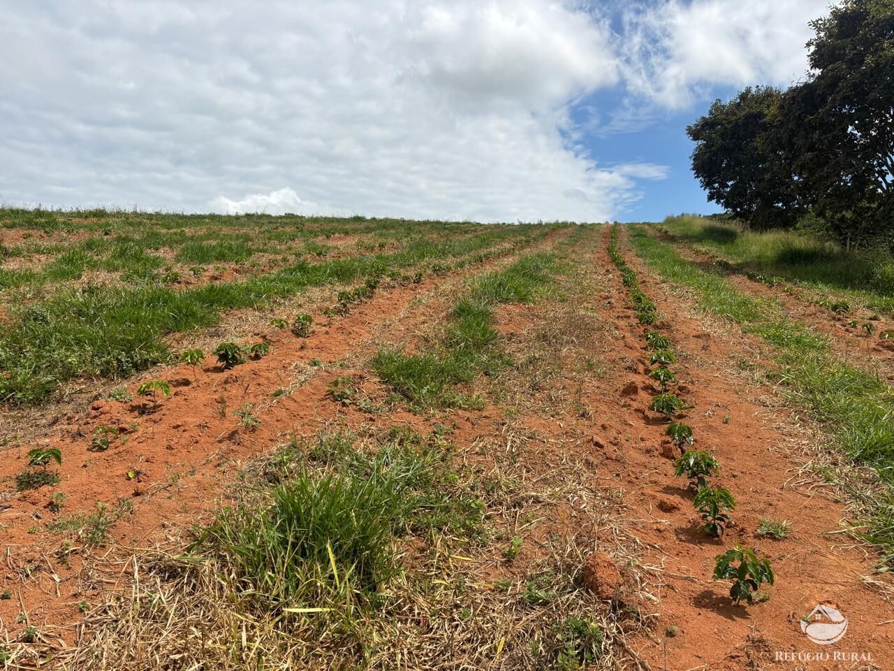 Fazenda, 75 hectares - Foto 7