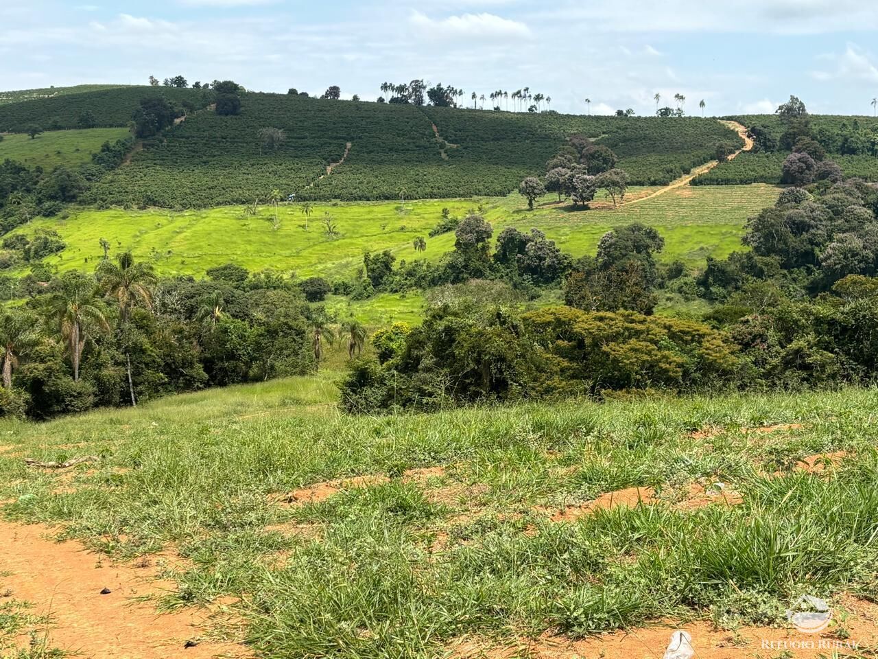 Fazenda, 75 hectares - Foto 8