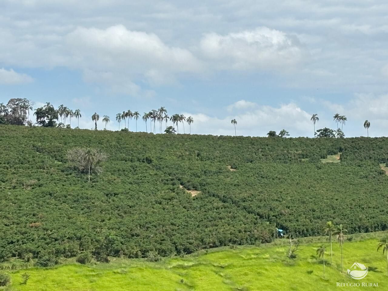 Fazenda, 75 hectares - Foto 4