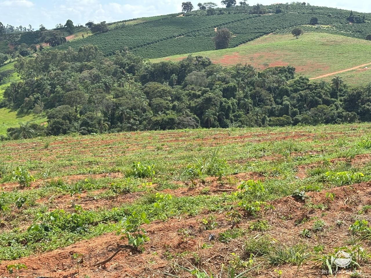 Fazenda, 75 hectares - Foto 5