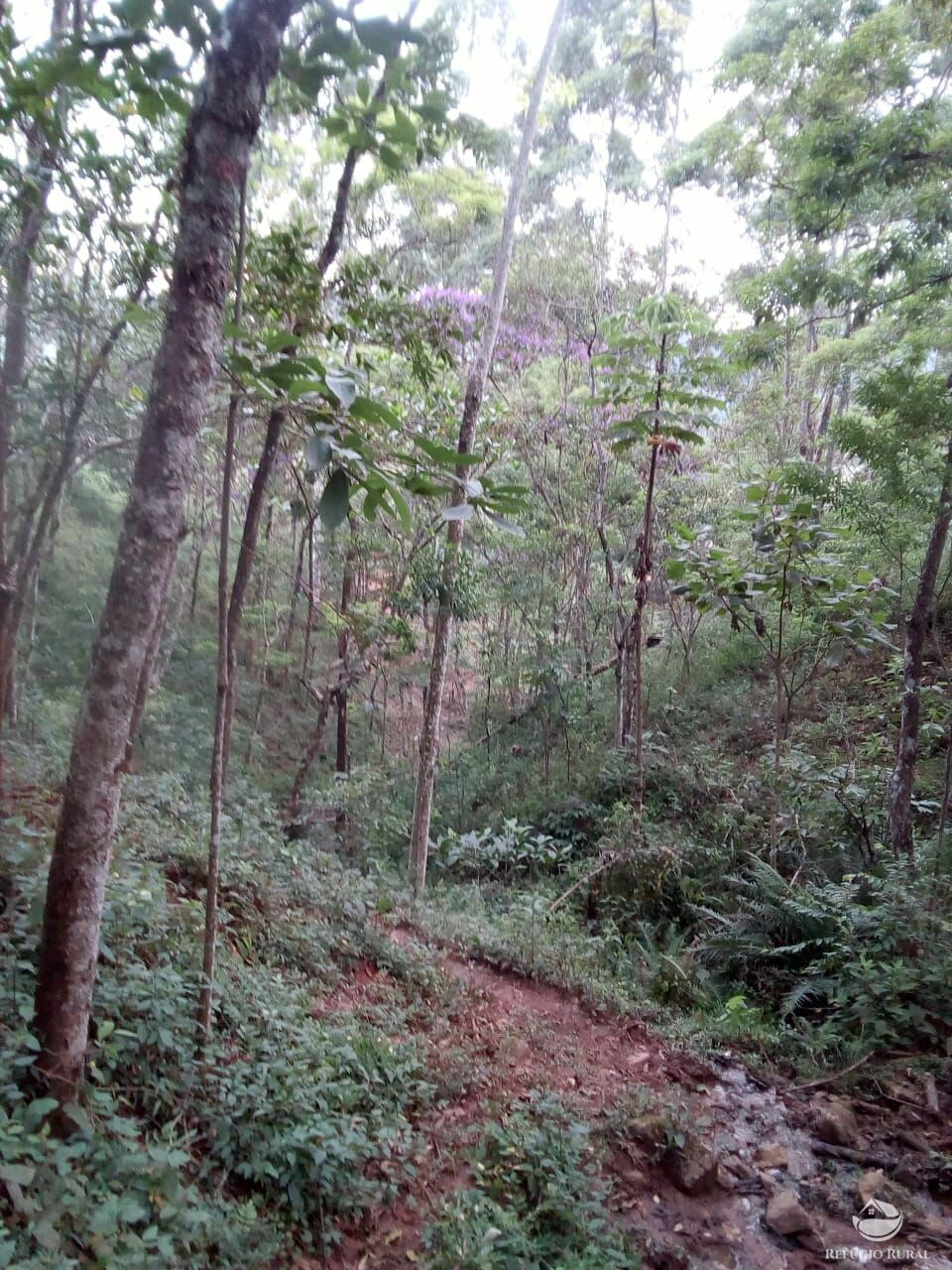 Fazenda à venda, 60500m² - Foto 9