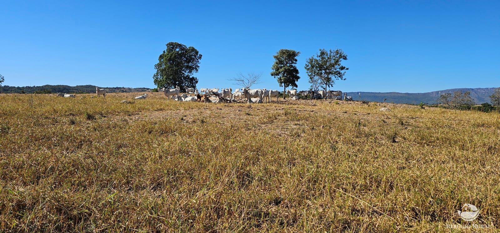 Fazenda, 208 hectares - Foto 31