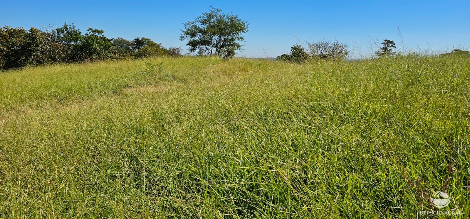 Fazenda, 208 hectares - Foto 40