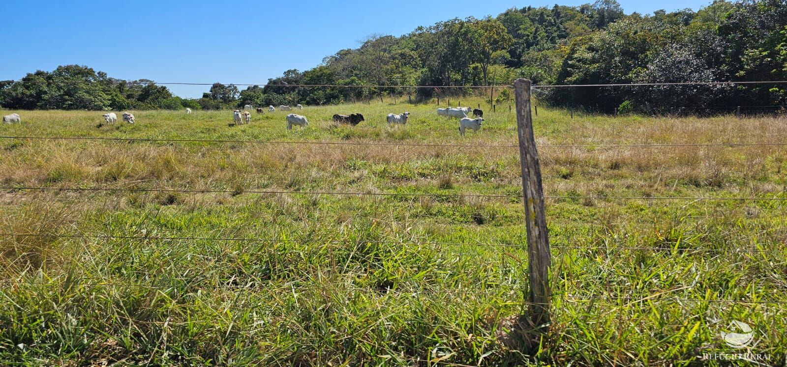 Fazenda, 208 hectares - Foto 24