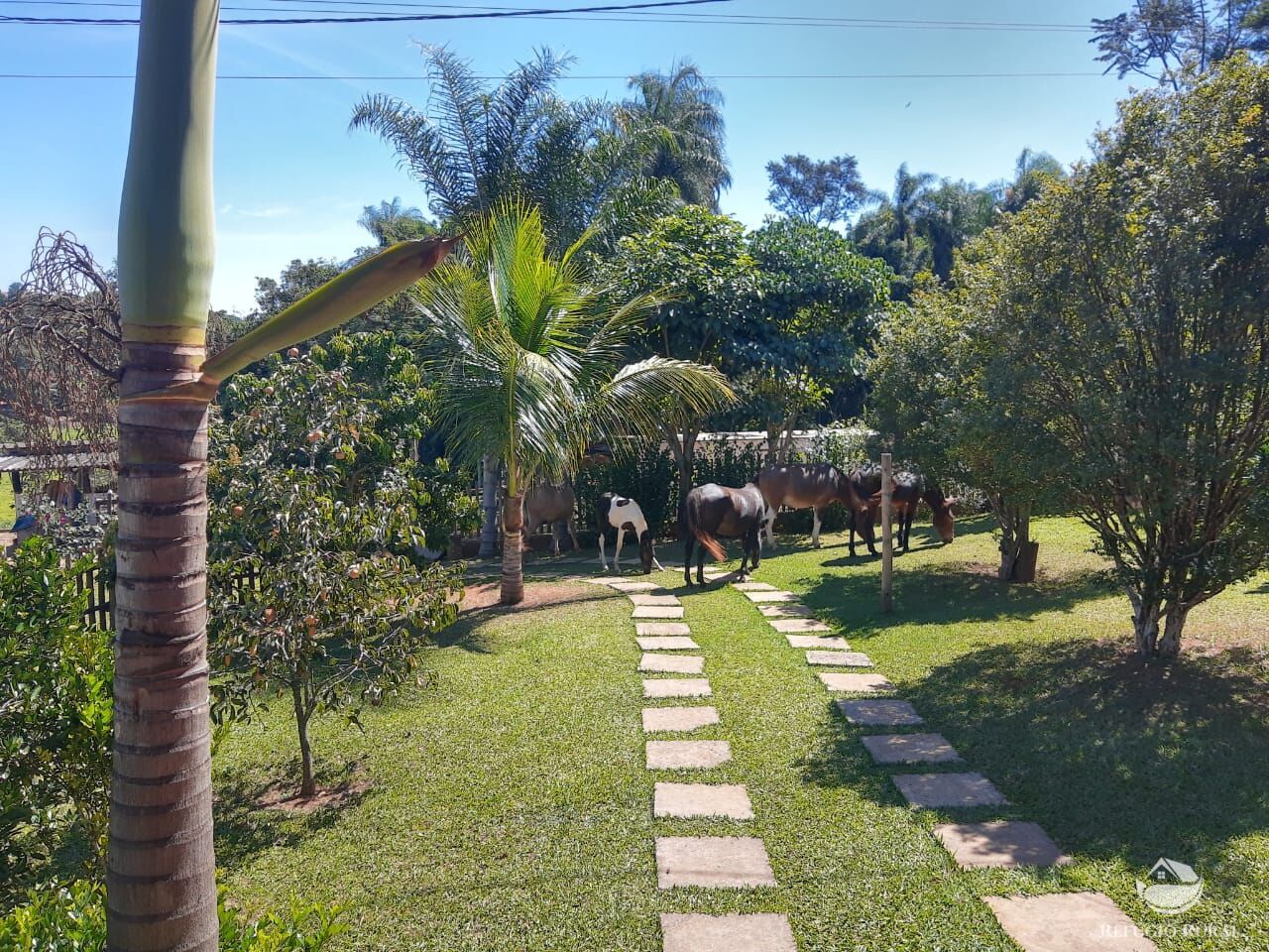 Fazenda à venda com 1 quarto, 31000m² - Foto 10