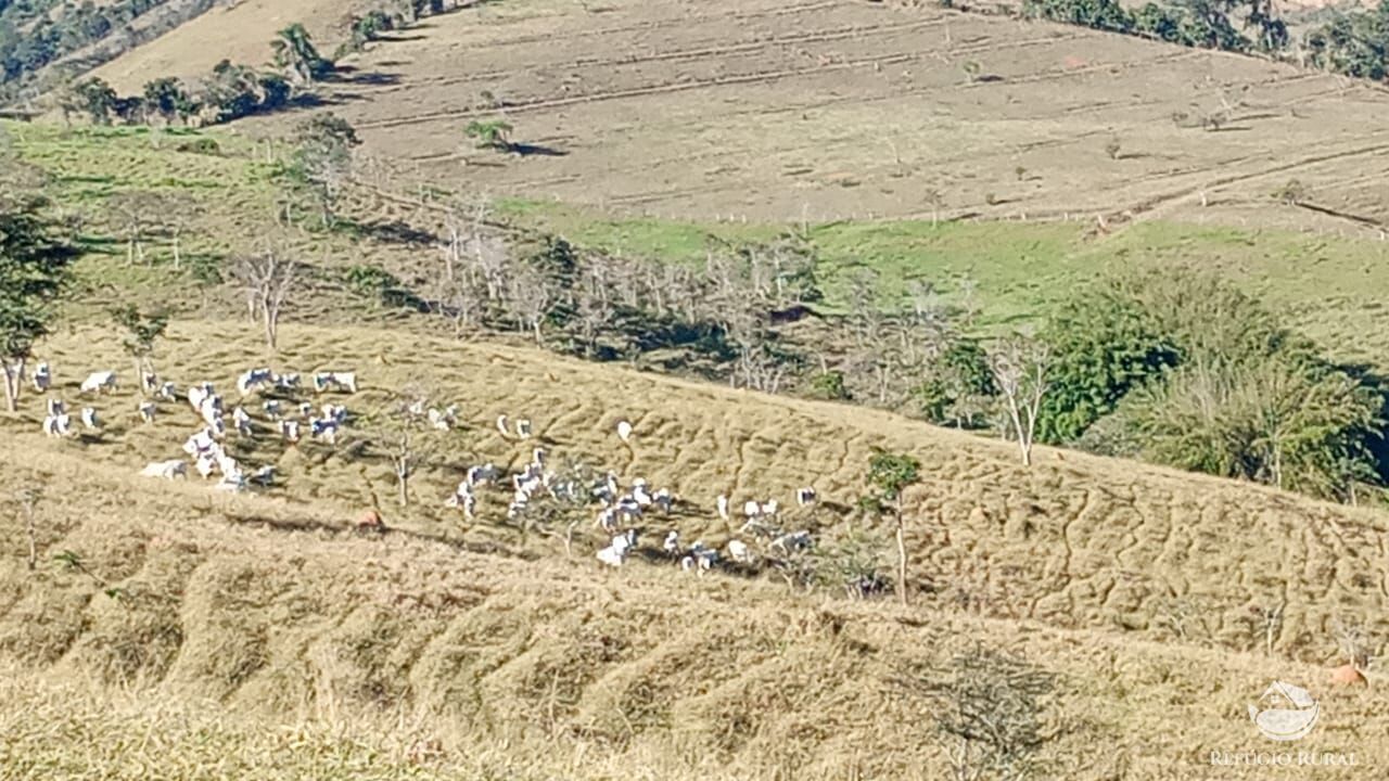 Fazenda, 774 hectares - Foto 6