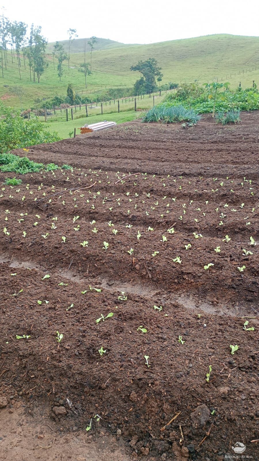 Fazenda, 774 hectares - Foto 7