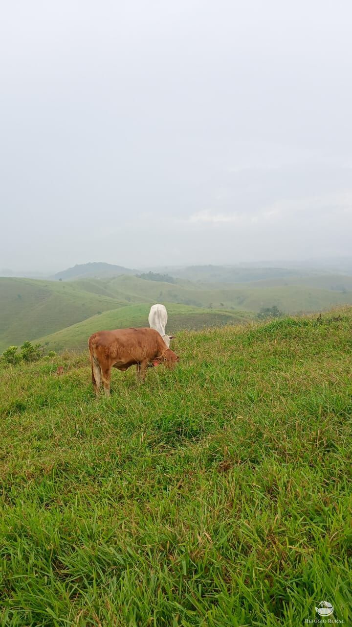 Fazenda, 774 hectares - Foto 4