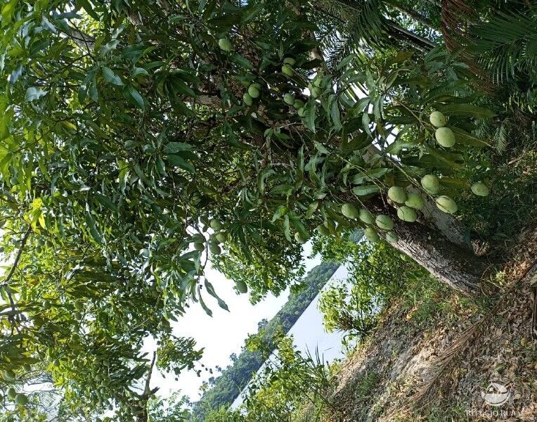 Fazenda à venda com 1 quarto, 2350000m² - Foto 15
