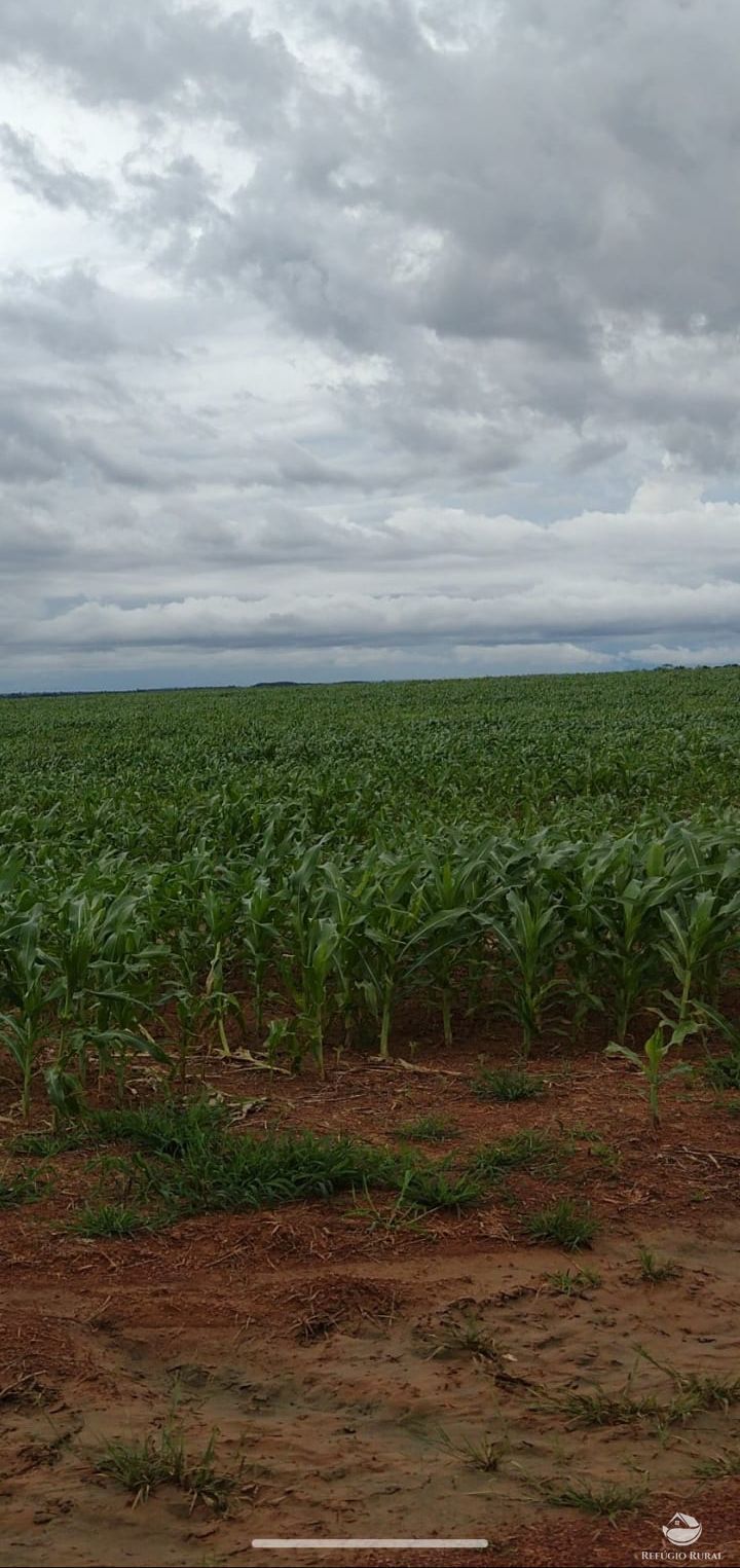 Fazenda, 2500 hectares - Foto 4