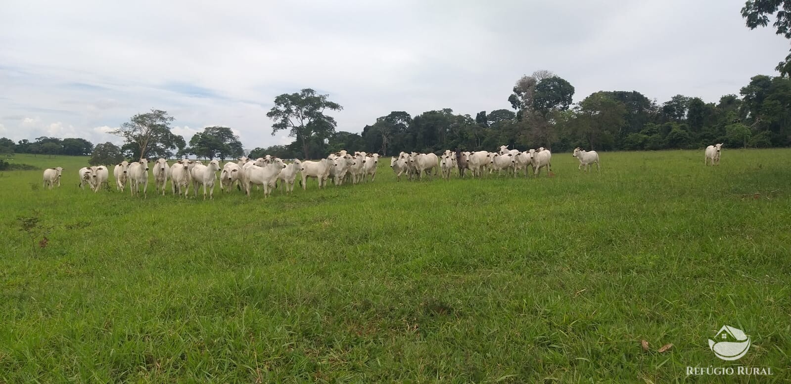 Fazenda à venda com 2 quartos, 19716400m² - Foto 5