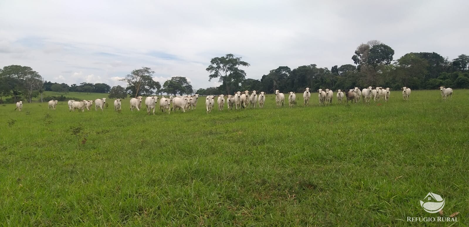 Fazenda à venda com 2 quartos, 19716400m² - Foto 9