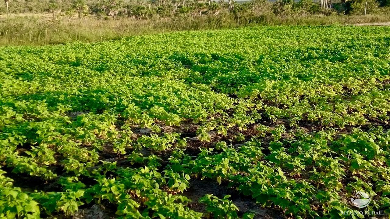 Fazenda, 10000 hectares - Foto 27