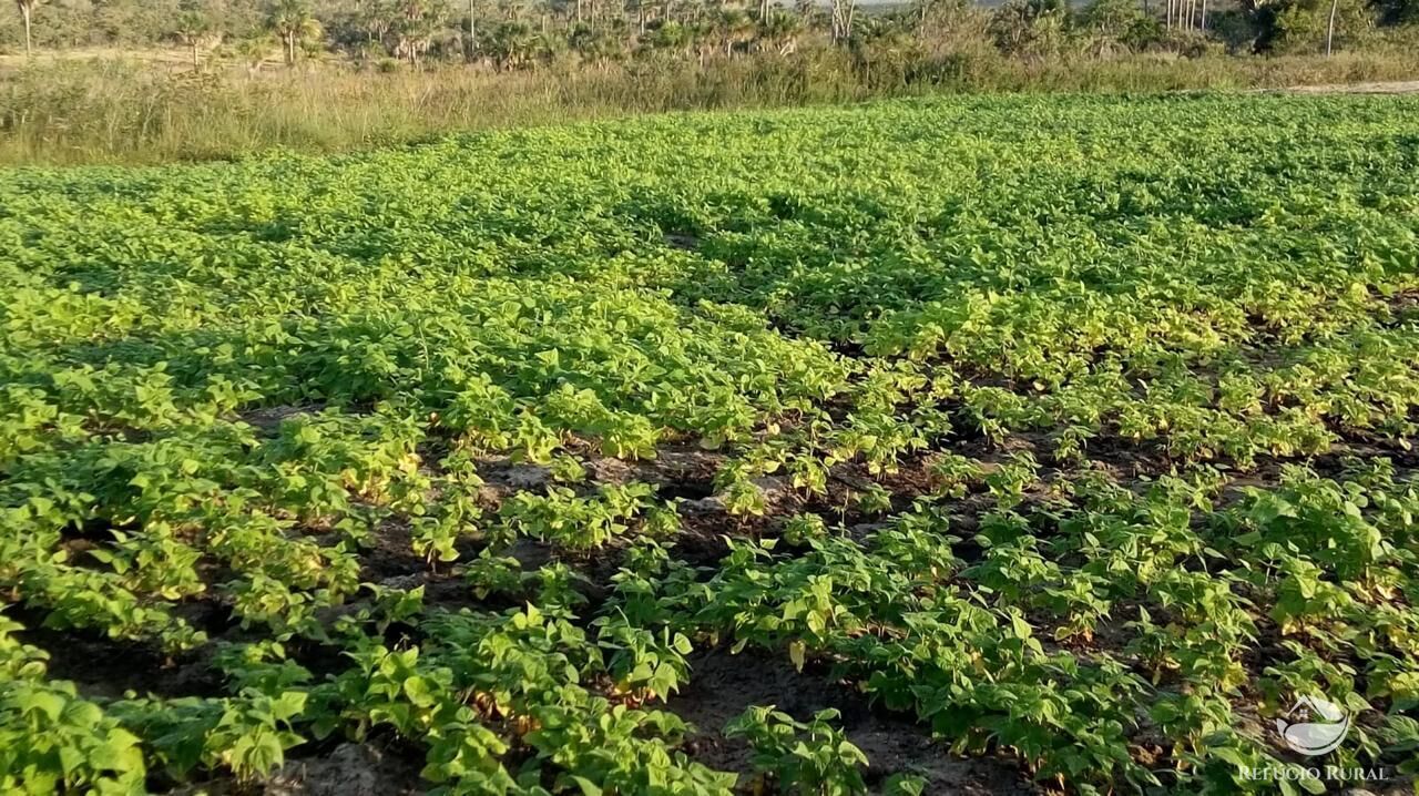 Fazenda, 10000 hectares - Foto 12